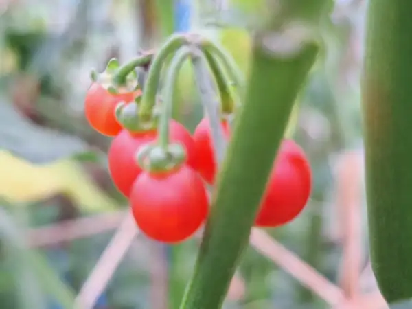 Beeren: Nightshade Redberry