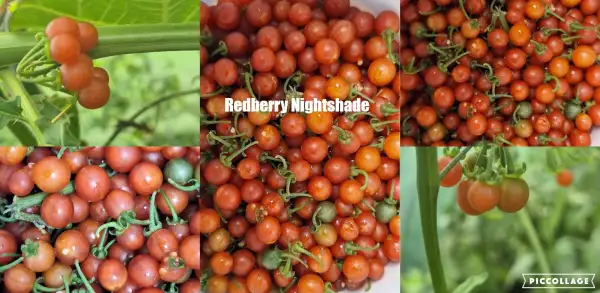Beeren: Nightshade Redberry