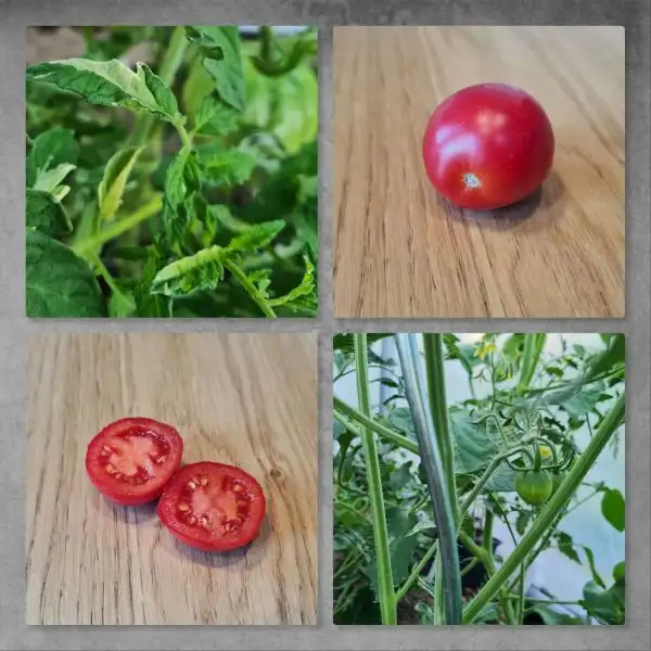 Tomaten: Nikolay Doohov