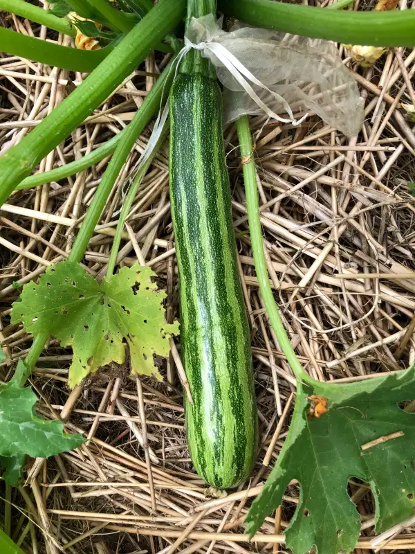 andere Gemüse: Nimba zucchini