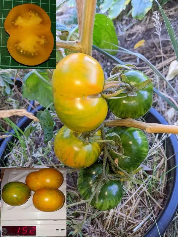 Tomaten: Nimu