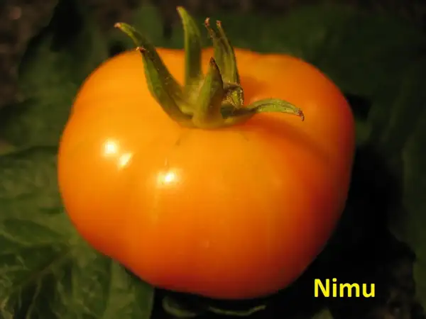 Tomaten: Nimu