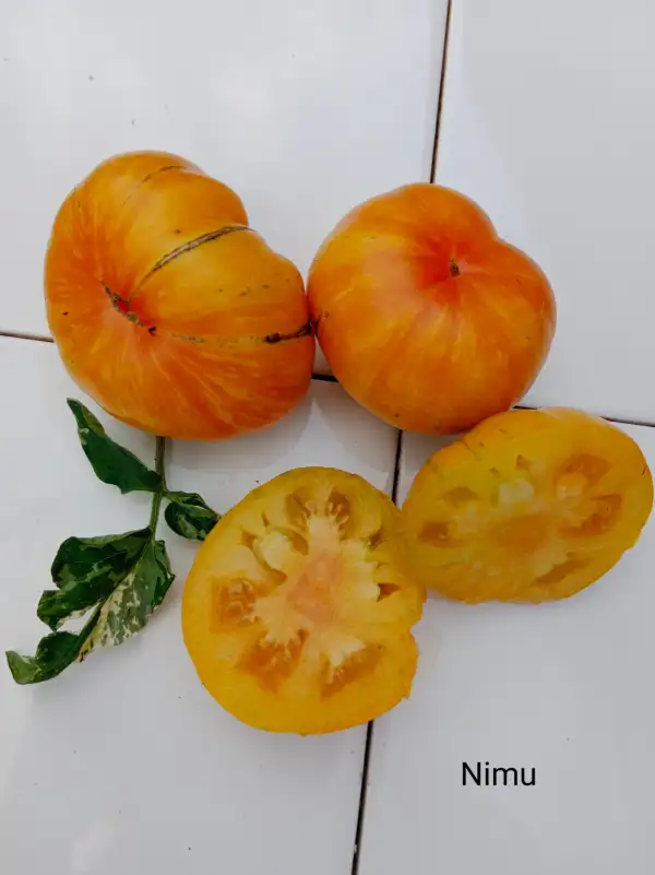 Tomaten: Nimu