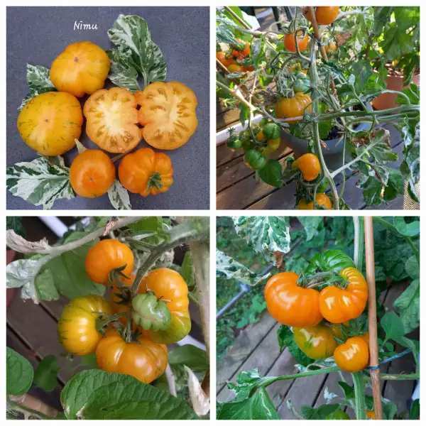 Tomaten: Nimu