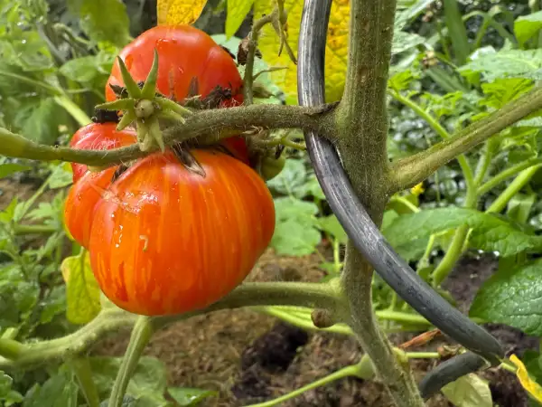 Tomaten: Nimu