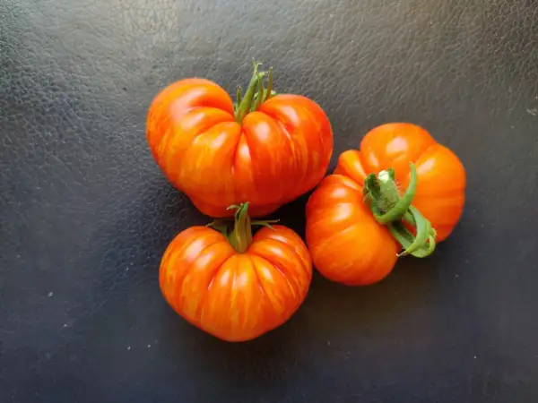 Tomaten: Nimu Variegated