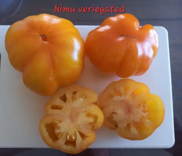 Tomaten: Nimu Variegated