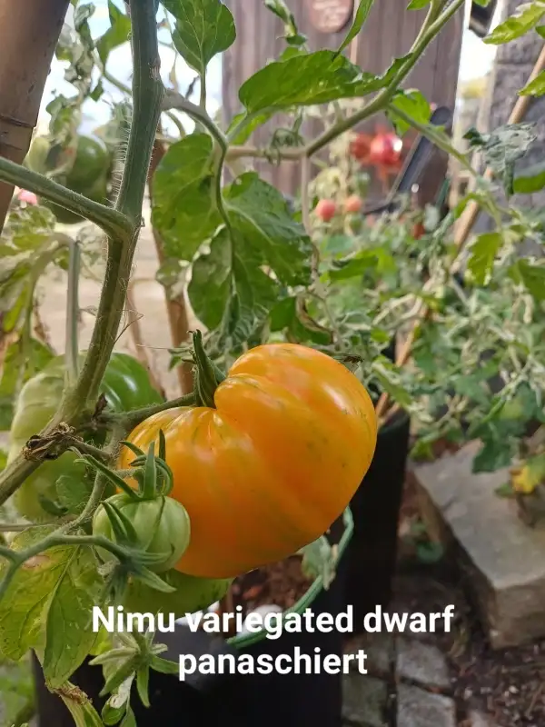 Tomaten: Nimu Variegated