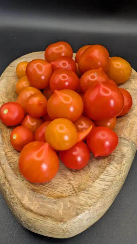Tomaten: Nina Neutron (Micro Dwarf)