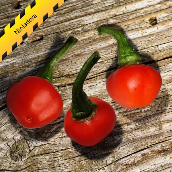 Chili: Ninfadora