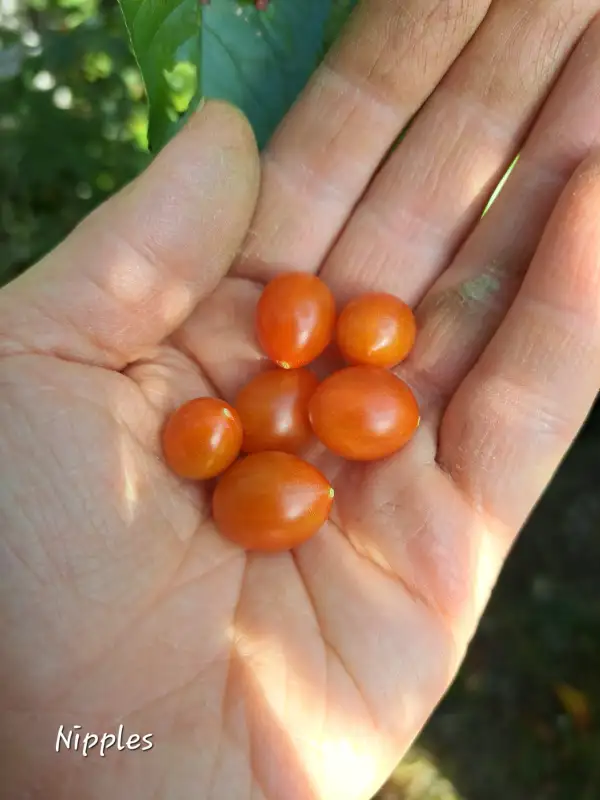 Tomaten: Nipples 2025