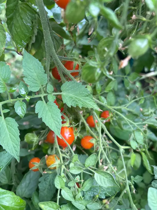 Tomaten: Nipples