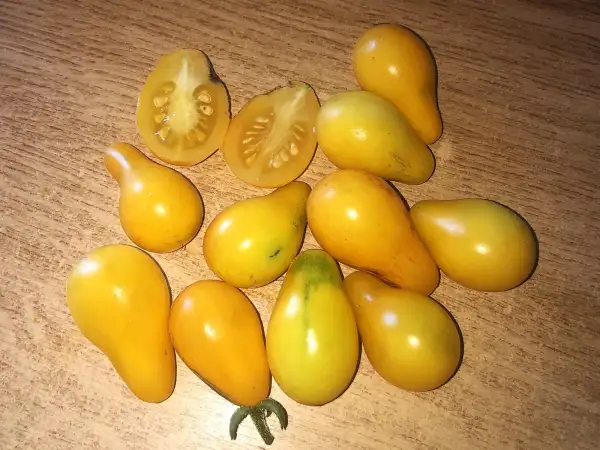 Tomaten: Nisbett