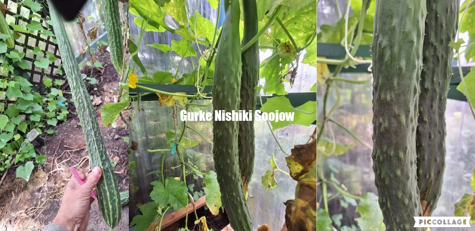 Gurken: Nishiki Soojow