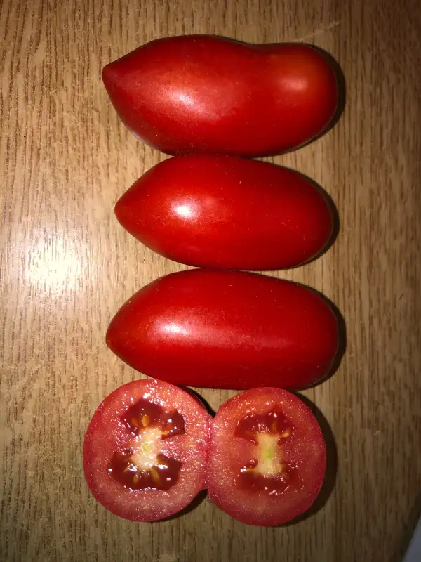 Tomaten: Nistru