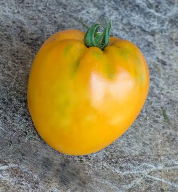 Tomaten: Nizami