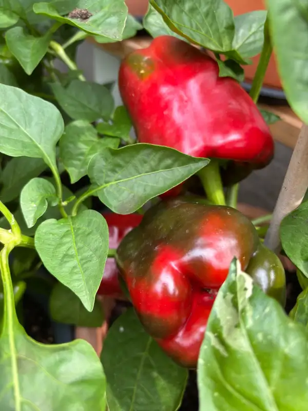 Chili / Paprika: Nizhegorodets