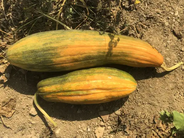 Kürbisse: No Name – North Korea