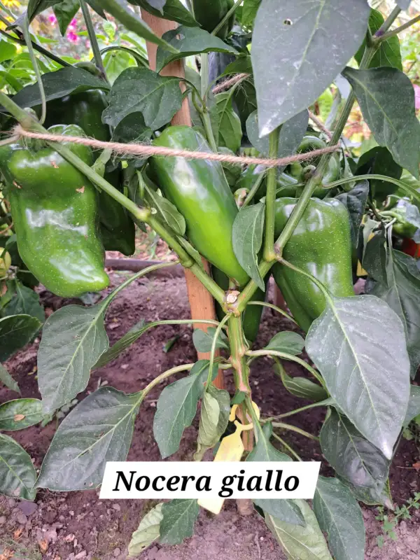 Chili / Paprika: Nocera giallo