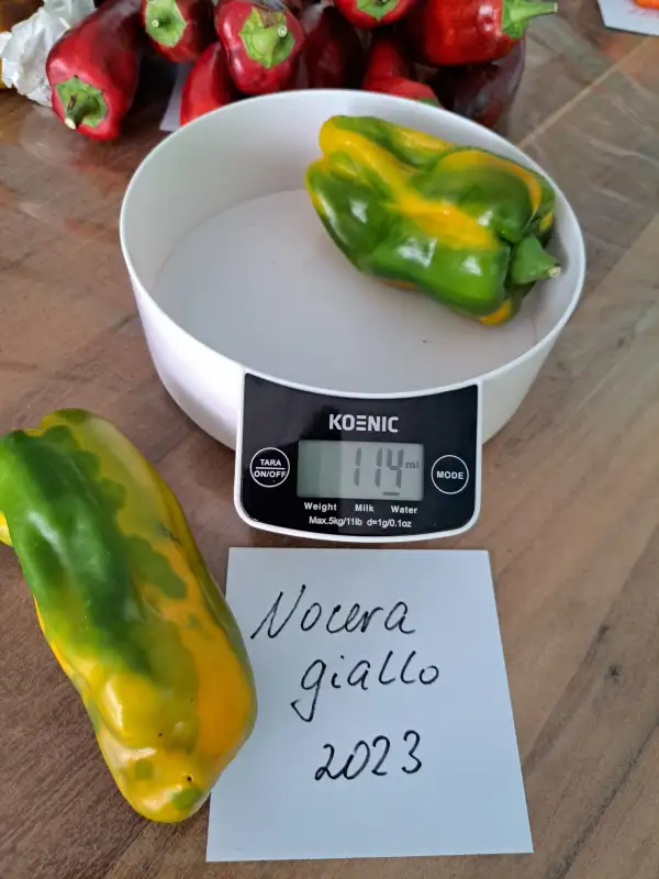 Chili / Paprika: Nocera giallo