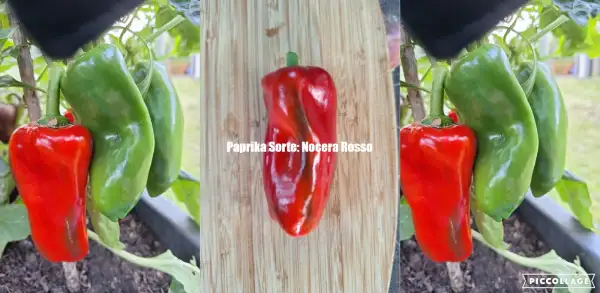 Chili / Paprika: Nocera Rosso - Paprika
