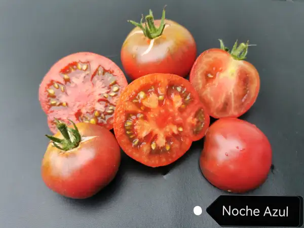 Tomaten: Noche Azul