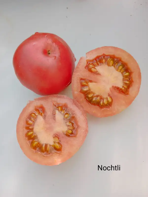 Tomaten: Nochtli