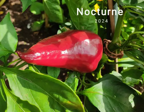 Chili / Paprika: Nocturne