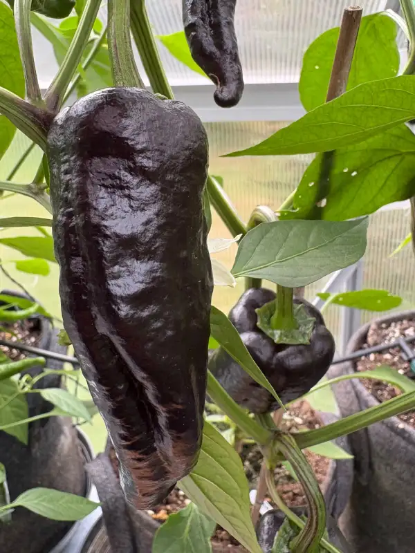 Chili / Paprika: Nocturne