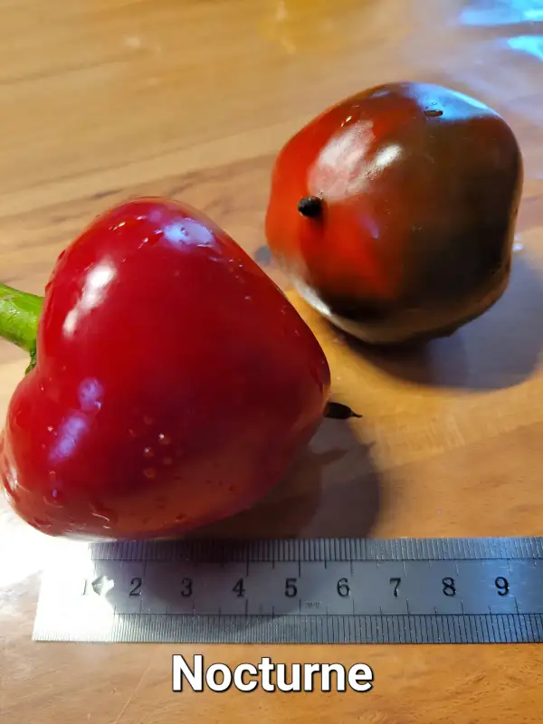 Chili / Paprika: Nocturne 	Spitzpaprika	80cm	schwarz rot