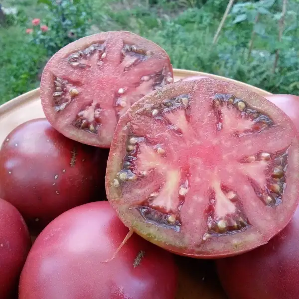 Tomaten: Noire de Crimée, Schwarze von der Krim (Black Krim), Köstliche Fleischtomate