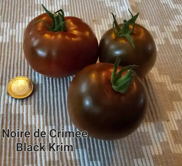 Tomaten: Noire de crimee