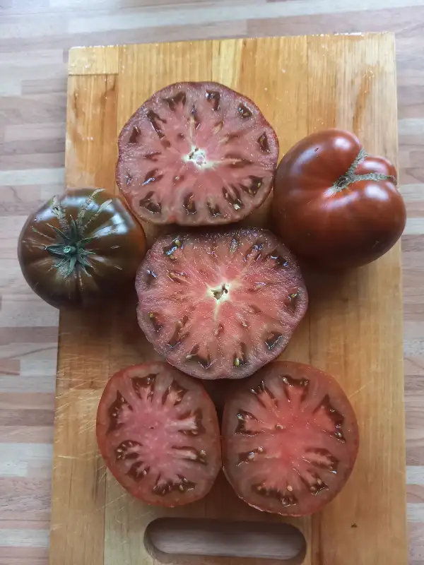 Tomaten: Noire de Crimee, Schwarze von der Krim, Black Krim