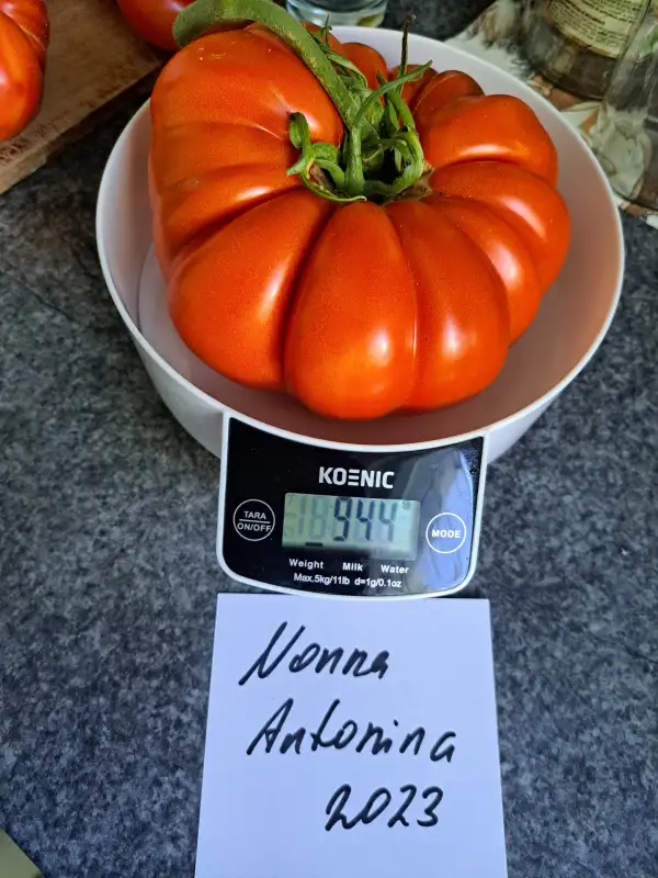 Tomaten: Nona Antonina