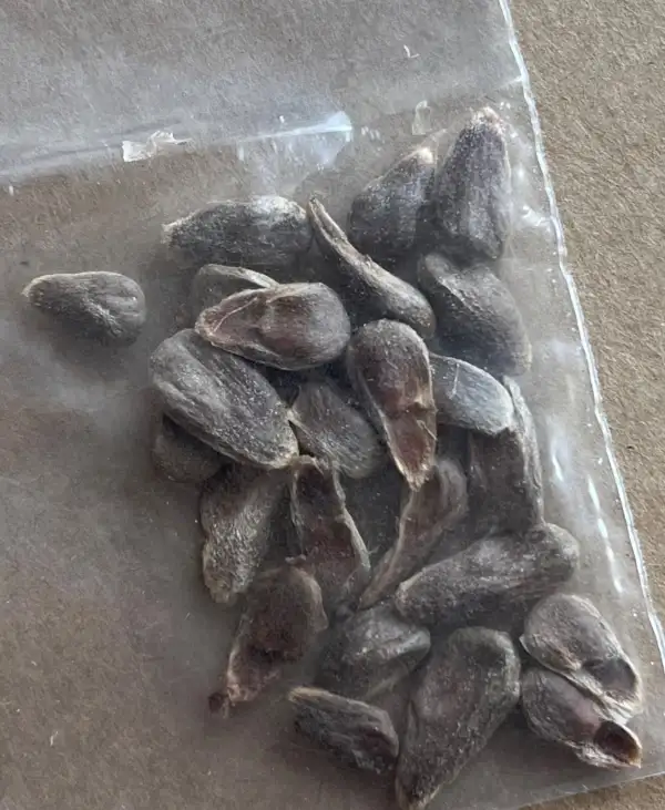 andere Gemüse: Noni