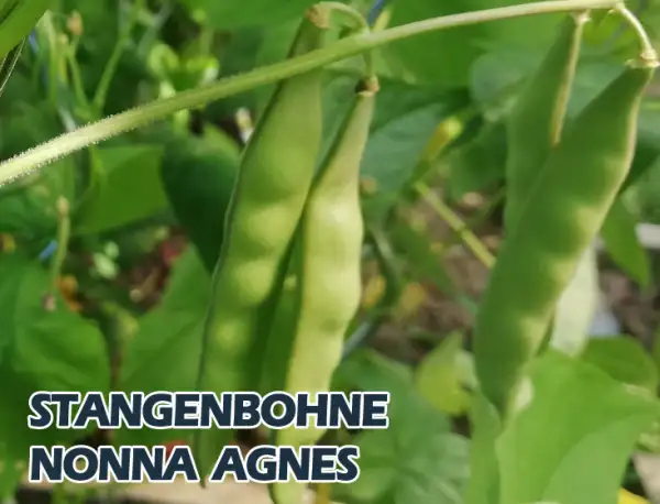 Bohnen: Nonna Agnes