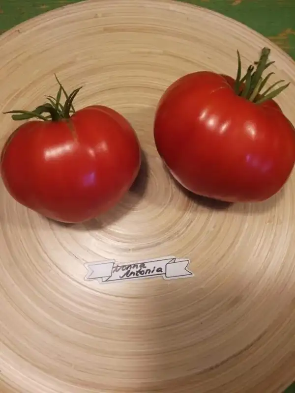 Tomaten: Nonna Antonia