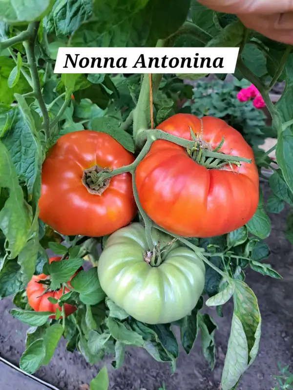 Tomaten: Nonna Antonina