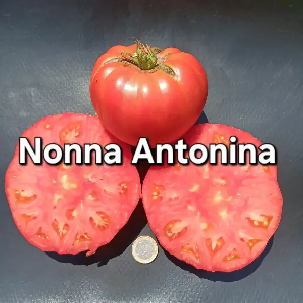 Tomaten: Nonna Antonina