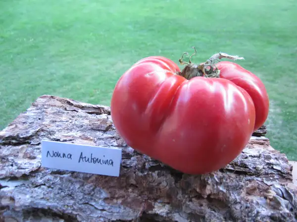 Tomaten: Nonna Antonina