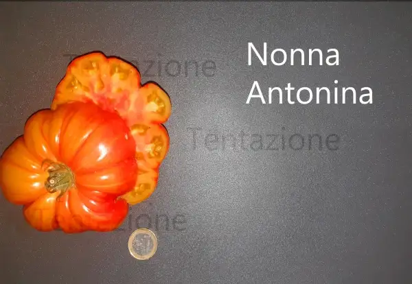 Tomaten: Nonna Antonina