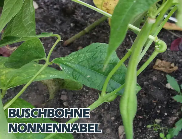 Bohnen: Nonnennabel