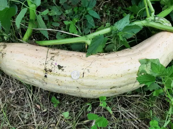 Kürbisse: North Georgia Banana