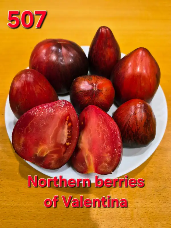Tomaten: Northern berries of Valentina