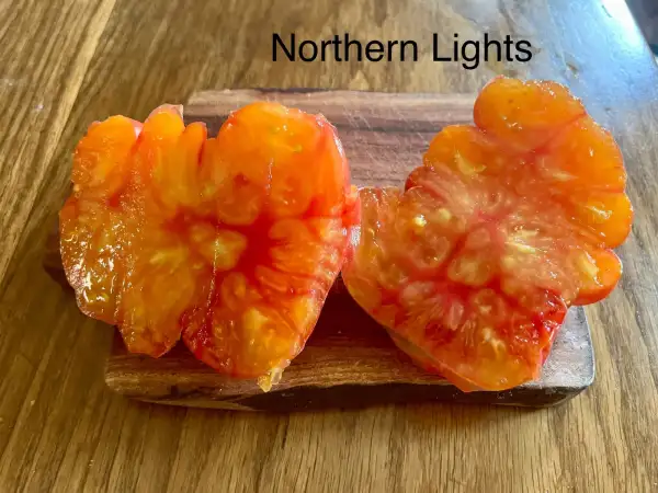 Tomaten: Northern Lights