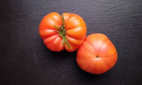 Tomaten: Northern Lights