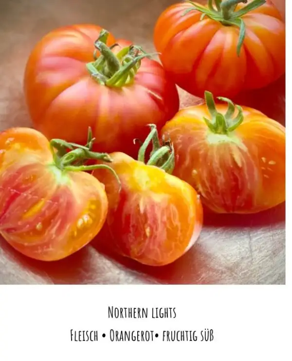 Tomaten: Northern Lights