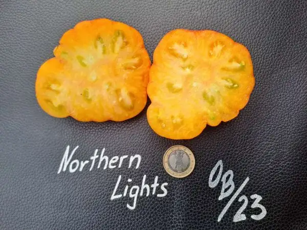 Tomaten: Northern Lights