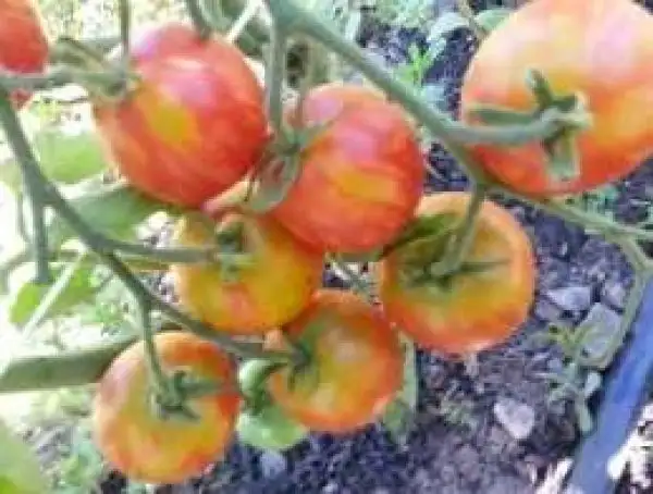 Tomaten: Norwood Meiners