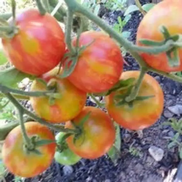 Tomaten: Norwood Meiners